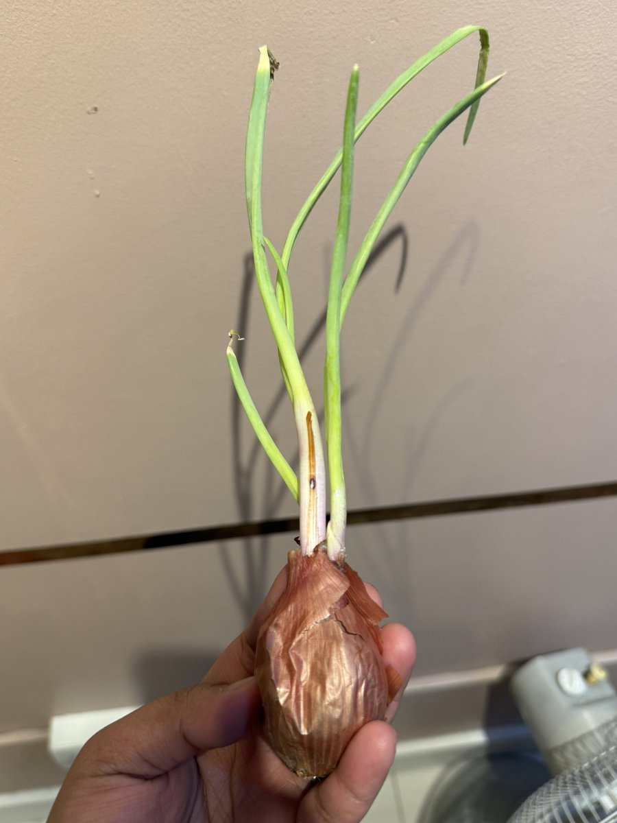 arichii 🌸🕊 花見ありさ 「VTuber」 tweet media