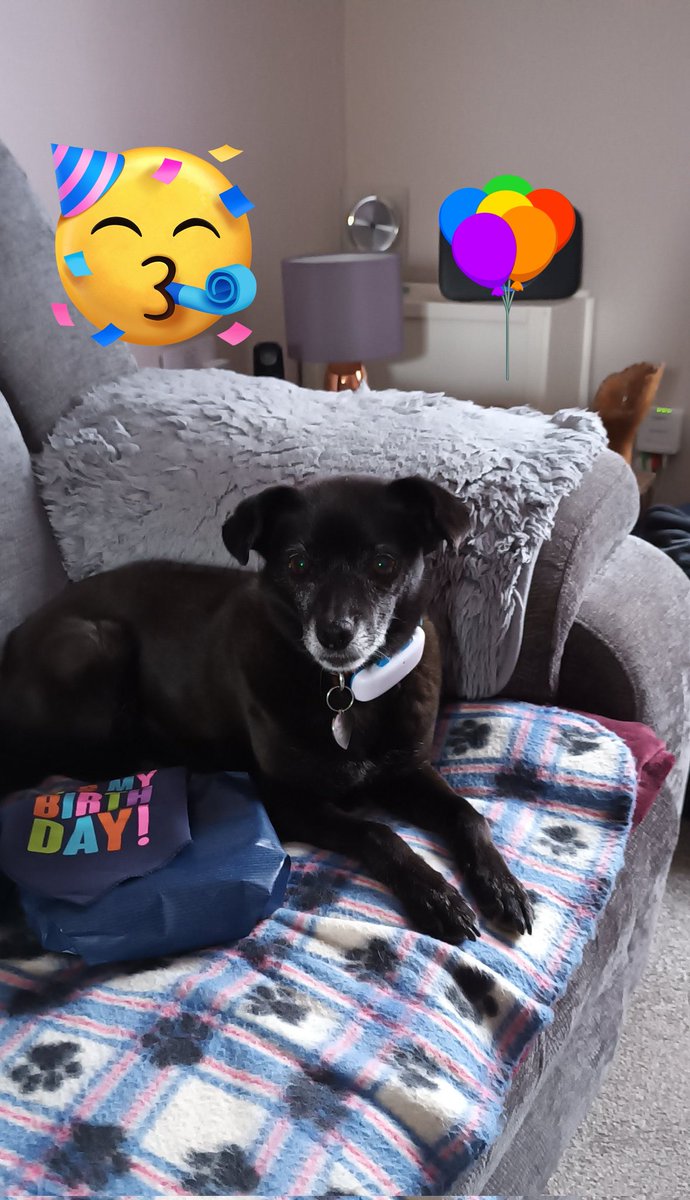 Lisa, Bailey, Annie & 🌈 Lola tweet media