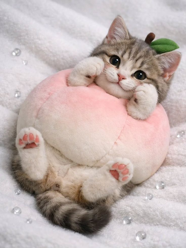 Cats all the way (@nekocatts) on Twitter photo 