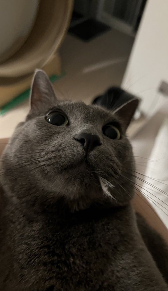 프리라떼주인 tweet media