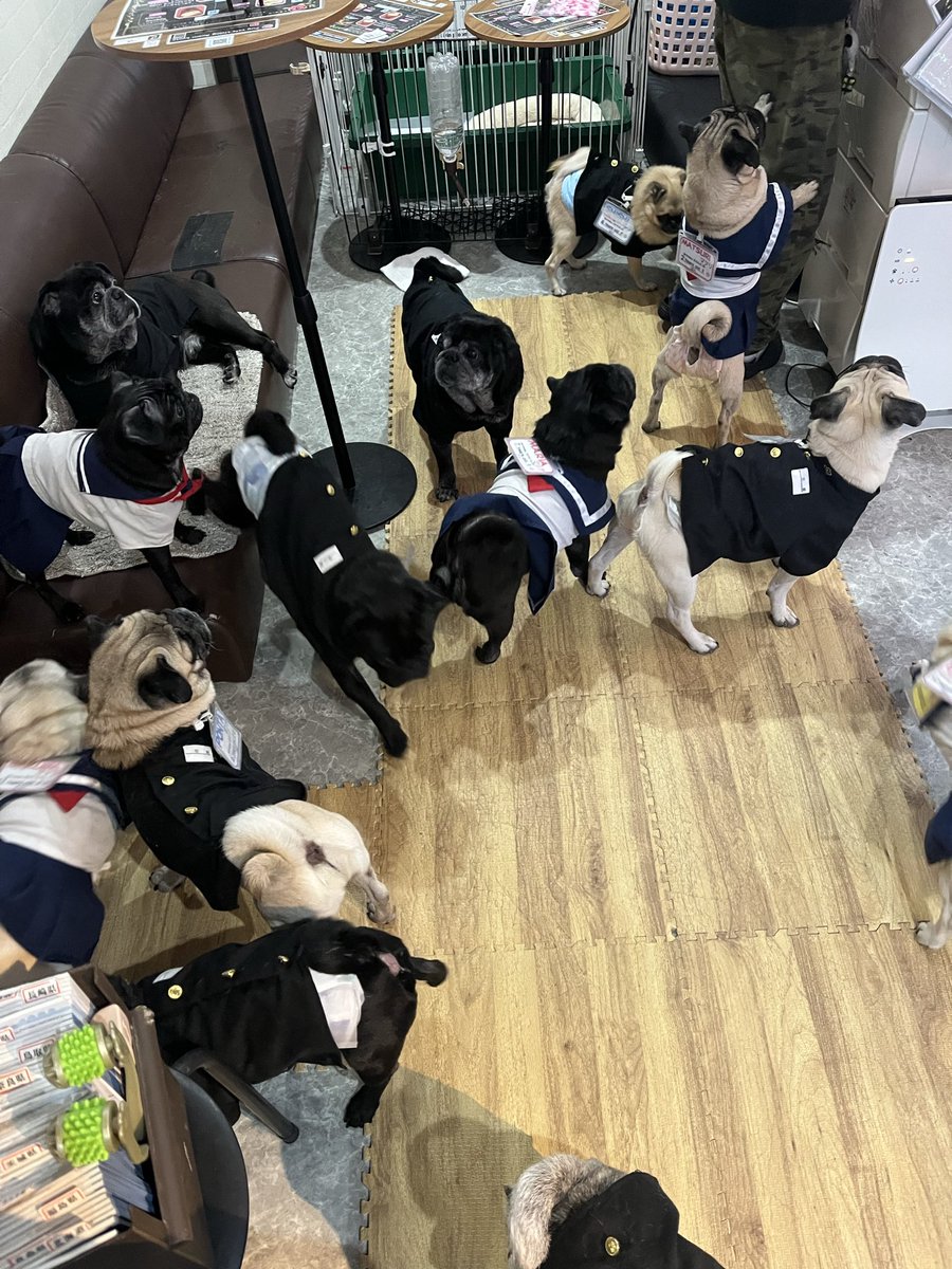 enoughhh_pad's tweet photo. パグカフェ巡りから始まる3月🐶 https://t.co/hA93KK7XK4