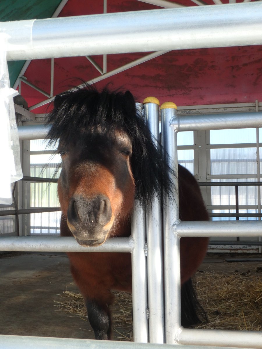mfmtbtmfm's tweet image. 🐴
おとなしすぎて目立たないチッチくんもよろしくね😊

#帯広競馬場 #ミニチュアホース