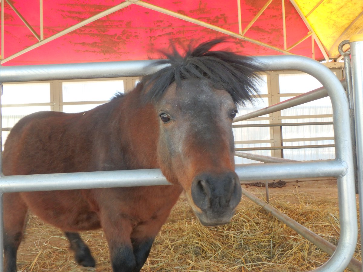mfmtbtmfm's tweet image. 🐴
おとなしすぎて目立たないチッチくんもよろしくね😊

#帯広競馬場 #ミニチュアホース
