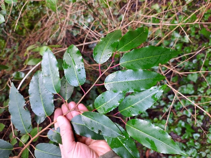 Basozainak / Guarderío de Medio Ambiente tweet media