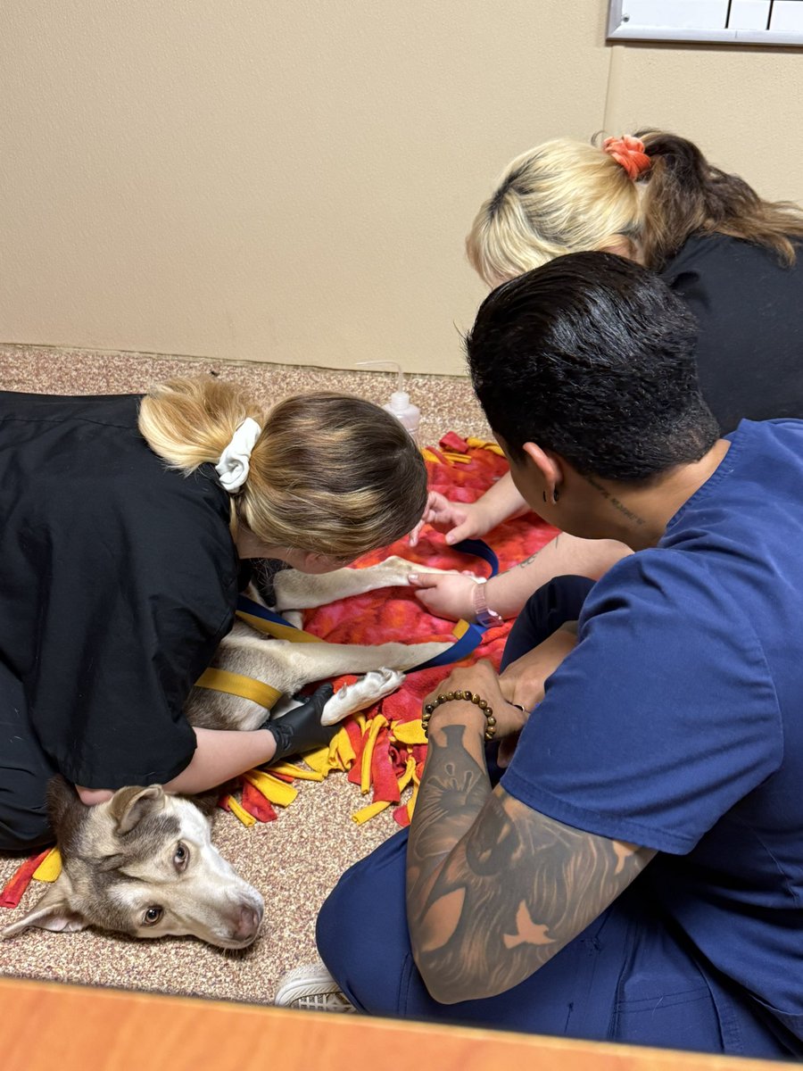 puffisticker's tweet photo. IM FREE GUYS IM FREEEEE 
I finished vet tech school last week and started clinicals :3
I will be posting again ! https://t.co/XgVUIuzaAN