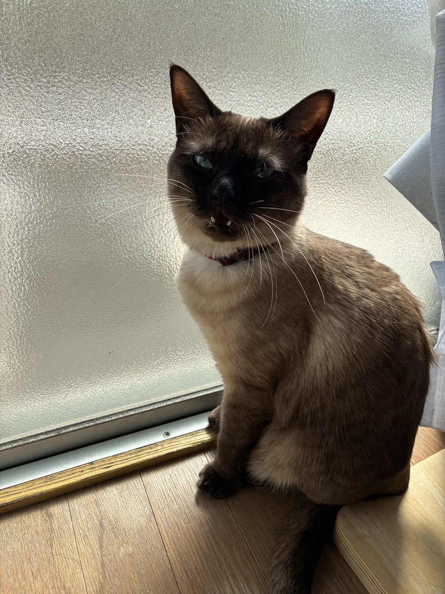 シャム猫