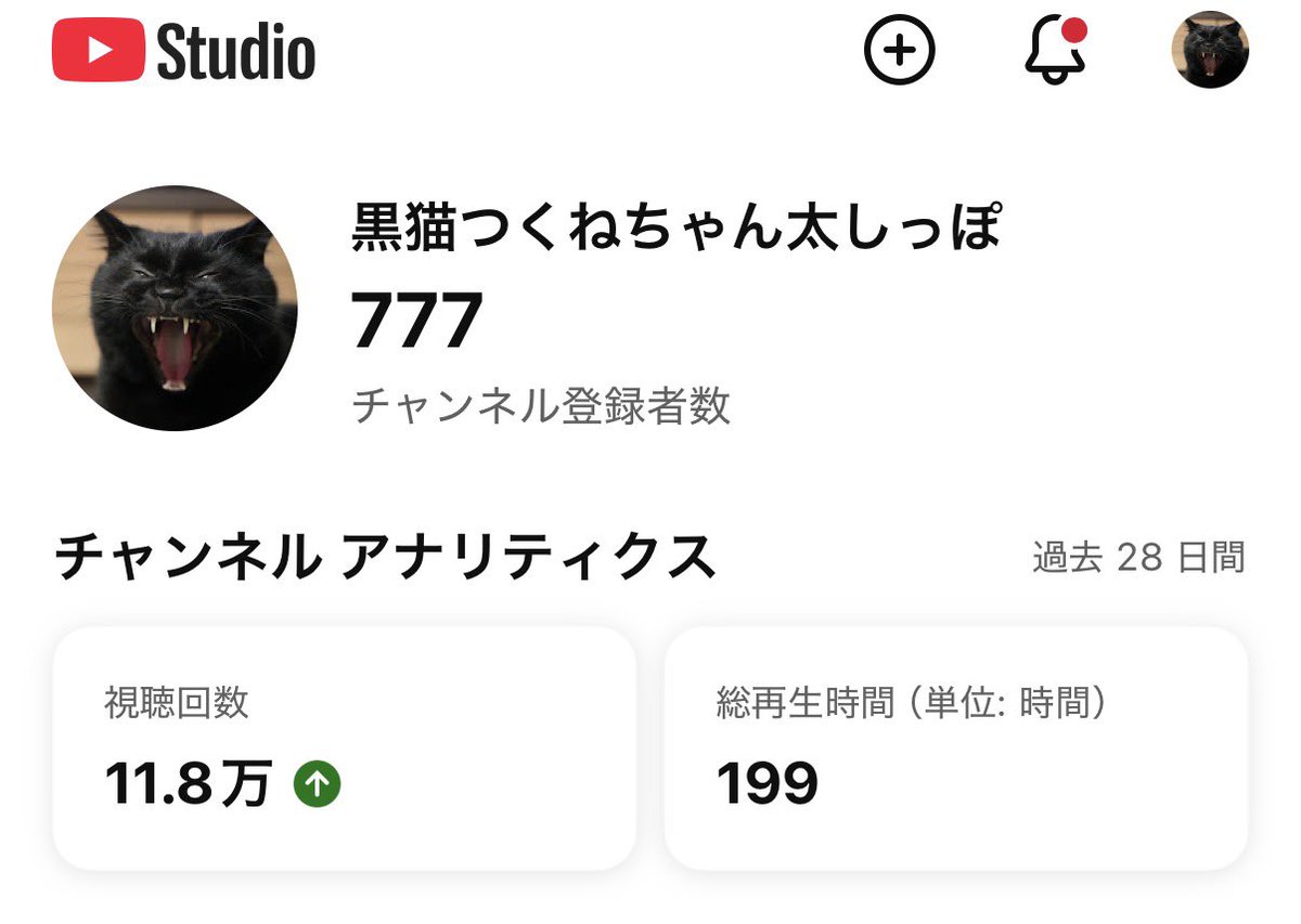 チャンネル登録777ありがとうございます！ #猫 #黒猫 #blackcat