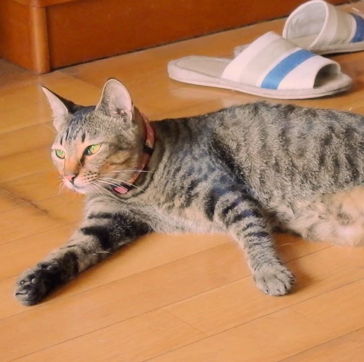 かぱ tweet media