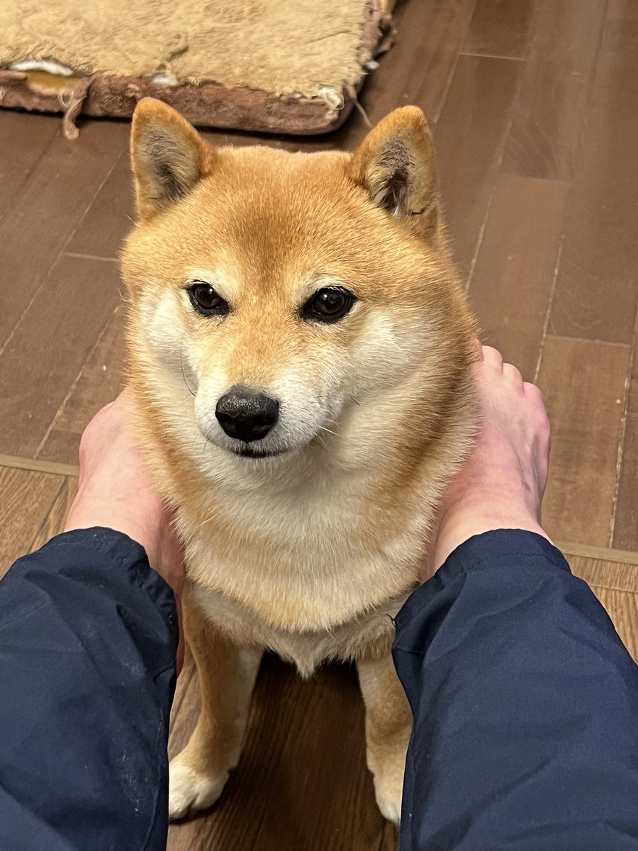 イヌモト (@iy619btk) / Posts / X