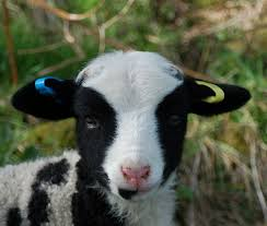 FarmIT3000 tweet media