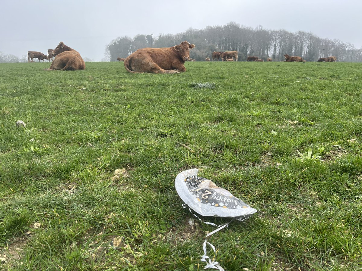 Anyone know Christopher?

Happy 21st chap and would you like your ballon back before one of my cows eats it?