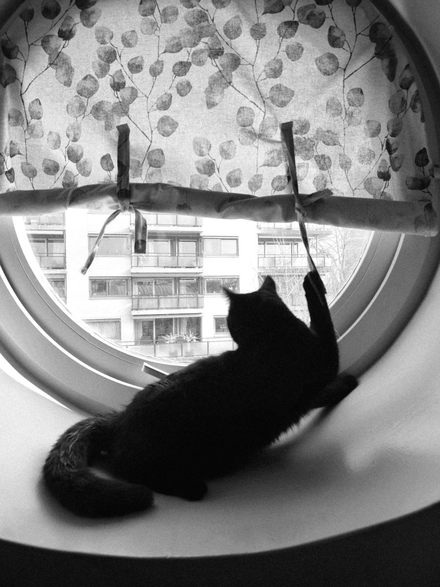 Edgar & Allan🌈 Poes plus Jacob Cat tweet media