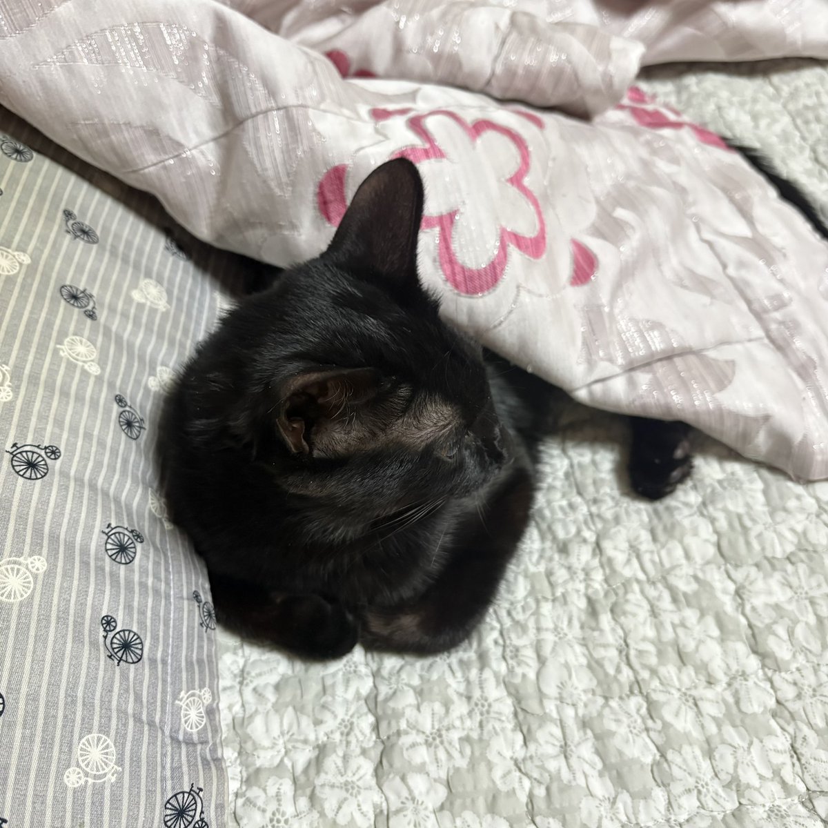 순냥이 tweet media