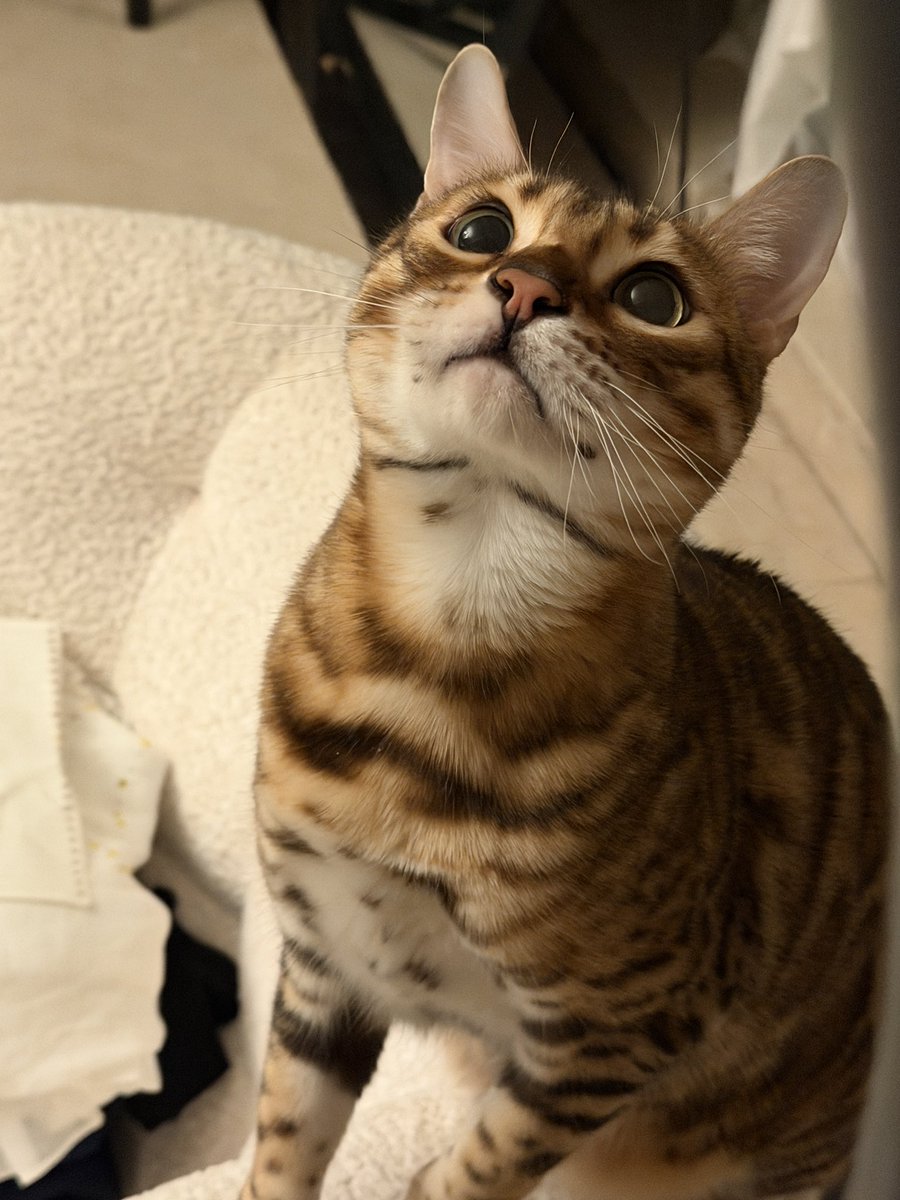 陈一发儿 tweet media