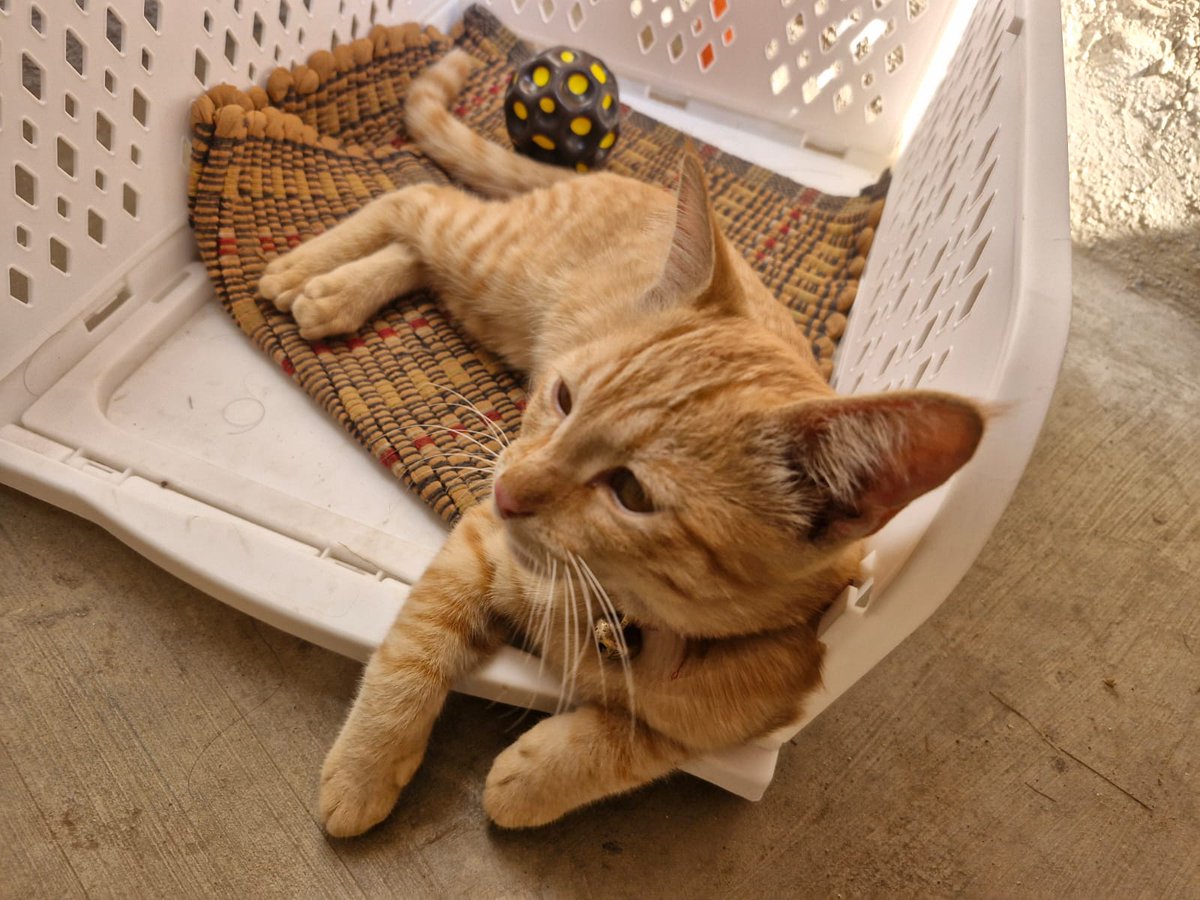 Leon's Roundhouse tweet media