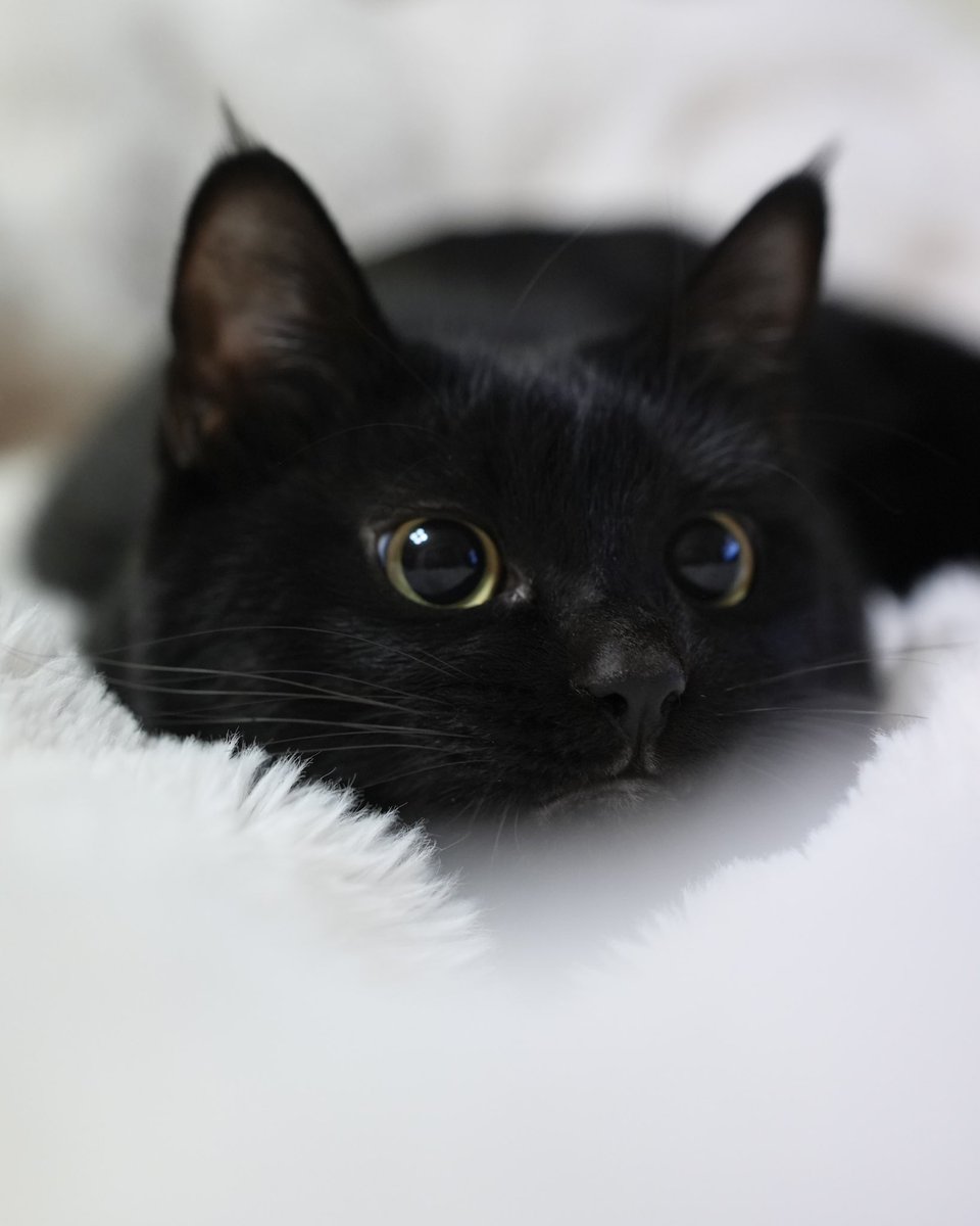 クリクリ黒目 #猫 #黒猫 #blackcat
