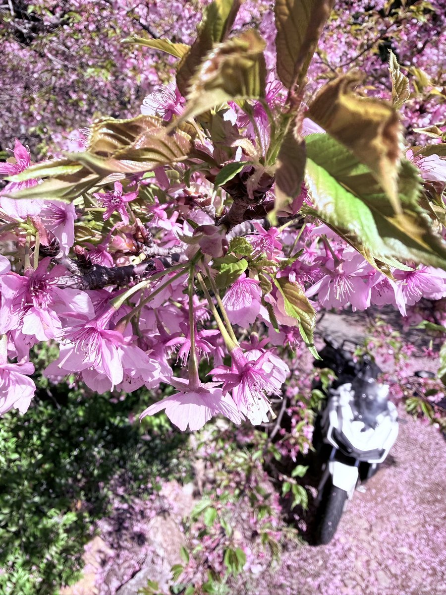 ぽにょ@バイクとキャンプ。 (@ponyo74) / Posts / X