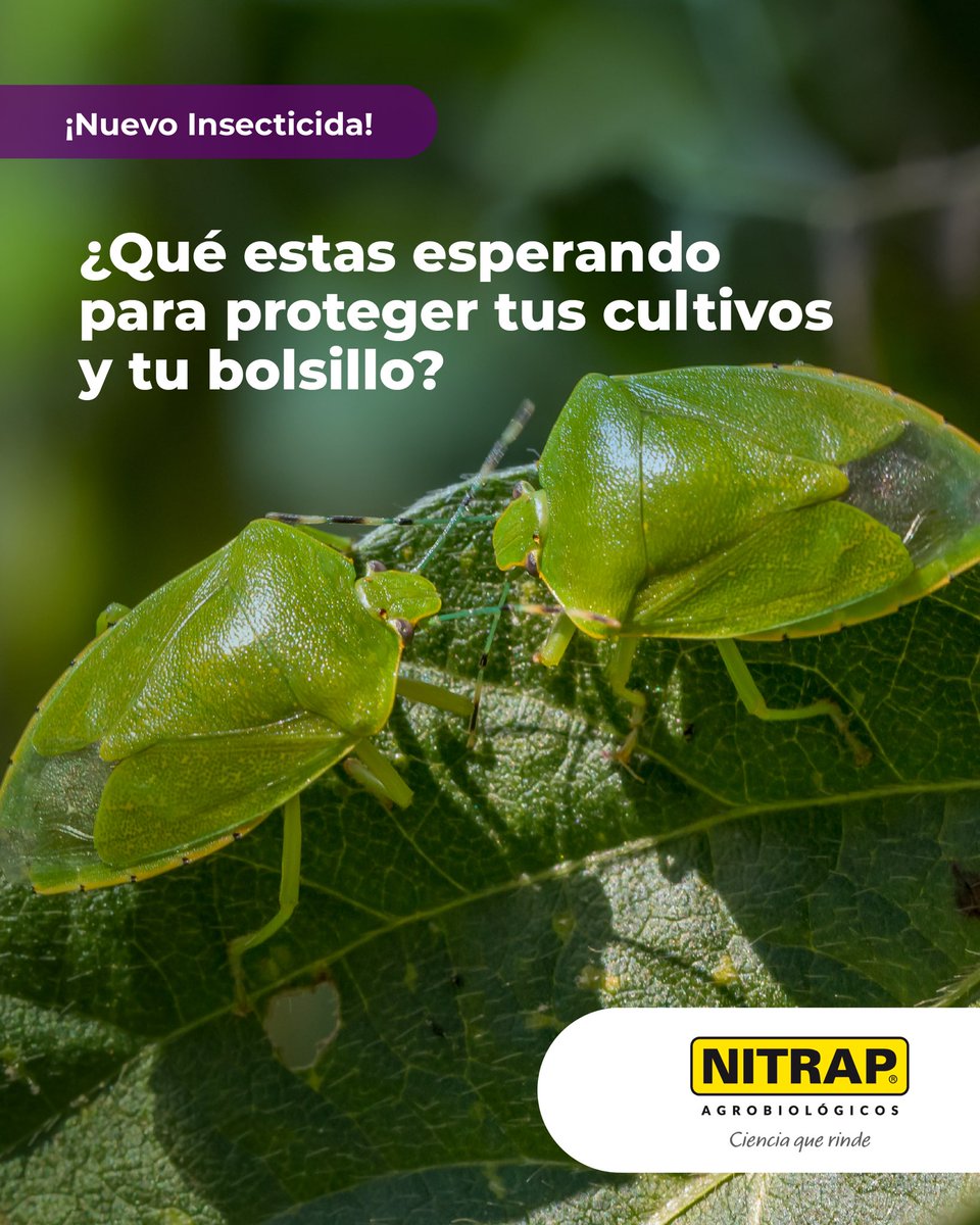 Nitrapagro's tweet photo. La #protección de los cultivos es un factor clave para el rendimiento de tu campaña e inversión. 
#Nuevo #Insecticida de #Nitrap #Agrobiológicos.

4 beneficios puntuales:
💪volteo rápido y + residuaidad
💪menos aplicaciones 
💪mejor retorno por hectárea 
💪manejo de resistencias https://t.co/3thLo68p3j