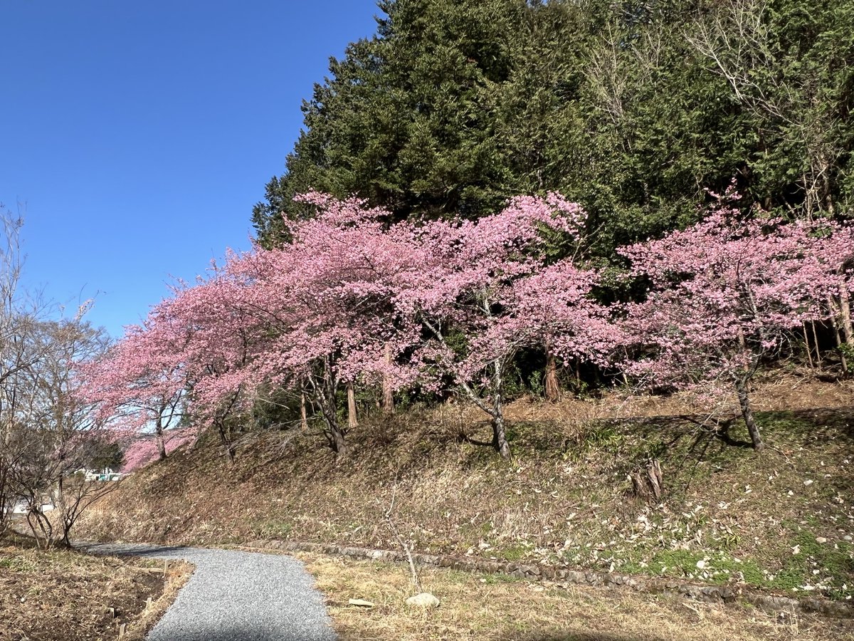cherry_1pie's tweet photo. 今日の収穫
・桃木農村公園（ときがわ町）の河津桜🌸
　ちょっとだけ、満開を過ぎた感じかも〜ん https://t.co/rQpOHwTag7