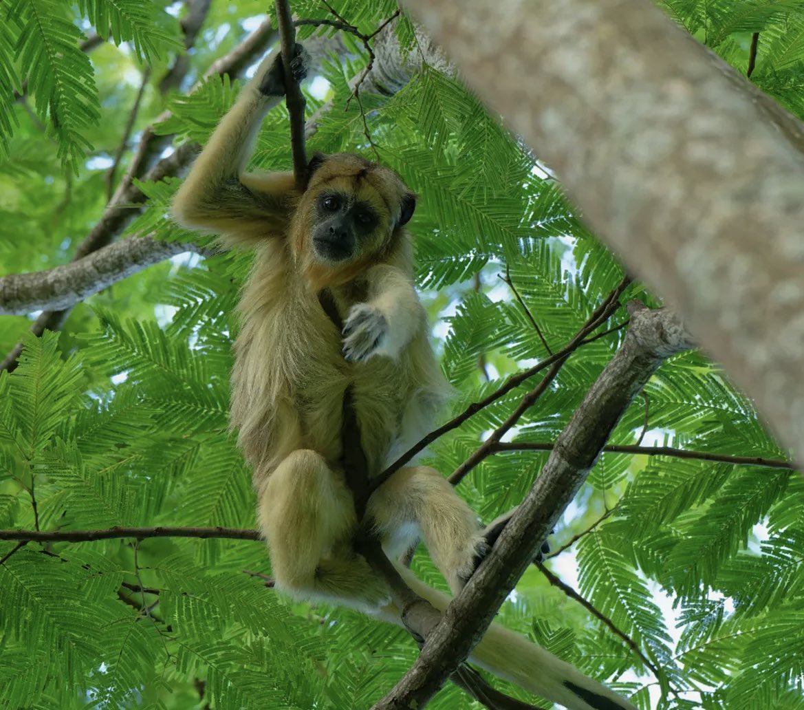 terradagente's tweet photo. #bomdia 🐒 O lindo registro dessa fêmea de bugio-preto (Alouatta caraya) foi feito pelo biólogo Justus Weber, em Ilha Solteira (SP).
A espécie está presente nos estados da BA, DF, GO, MA, PA, MT, MS, MG, PI, PR, RS, RO, SC, SP e TO.
#terradagente #primatas #bugios #animais https://t.co/rhX9nNhX3S