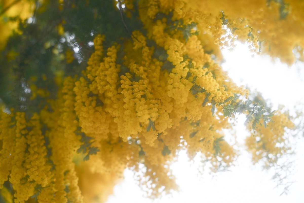 天神のミモザ model shizuka