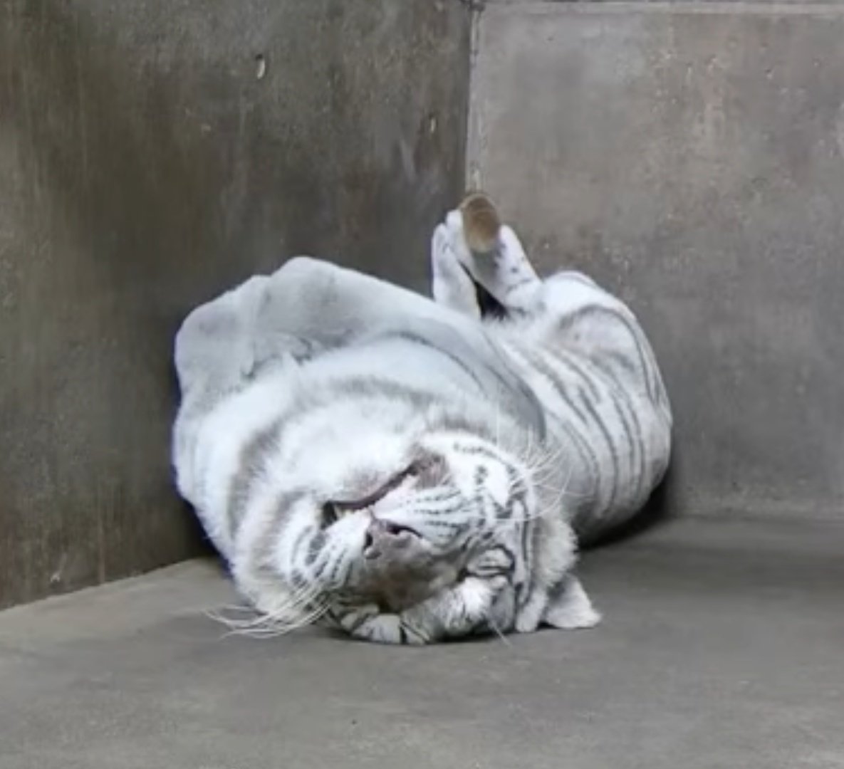 lucifer (@lucifercats2) / Posts / X