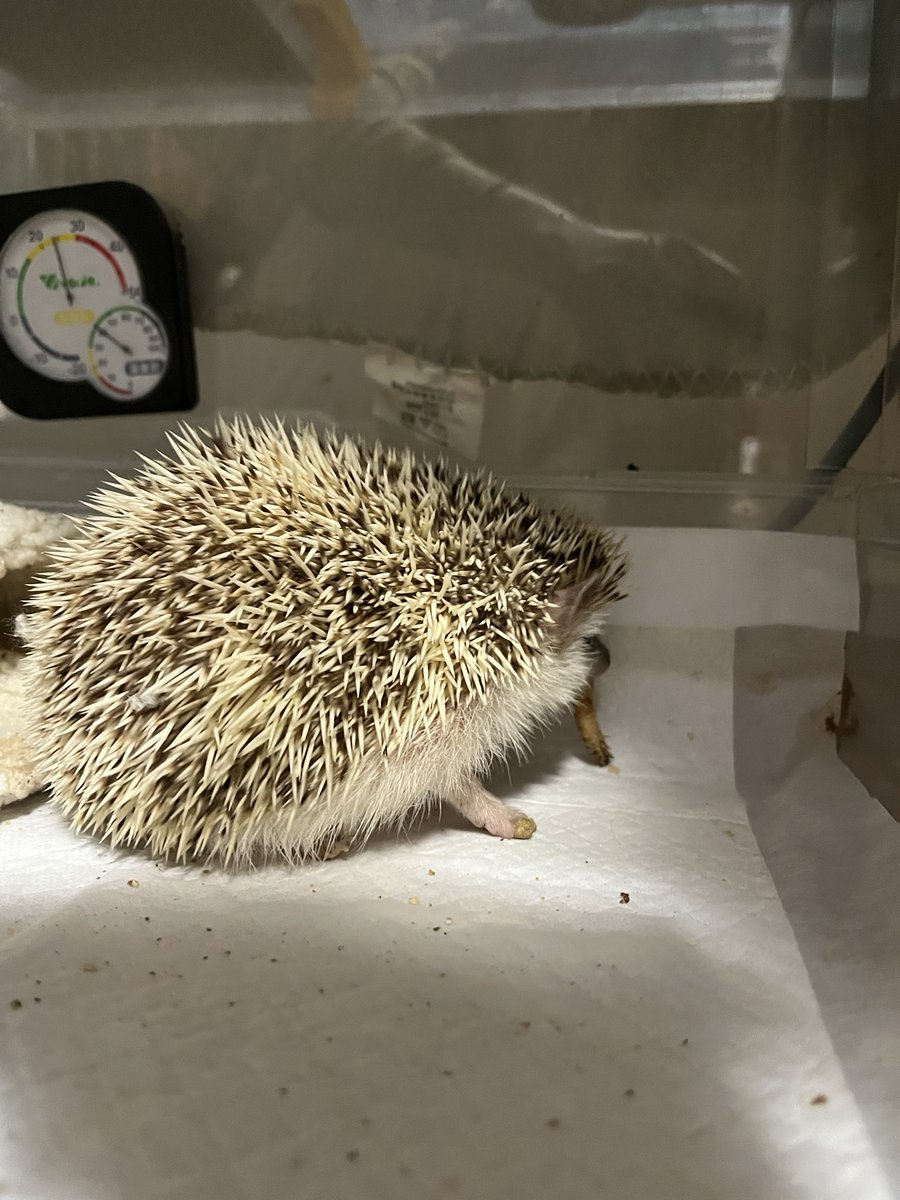 オラ、今日で4ちゃいなんだゔぉ🦔‼️‼️

ちにあだゔぉ🦔‼️‼️‼️
(シニア)

 #ハリネズミ #はりねずみ #はりゔぉー 

びーちゃま、4歳おめでとう🥰💖💖💖