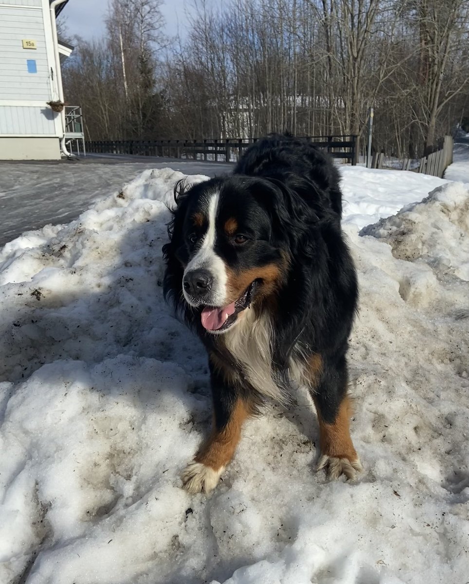 linnearsan's tweet photo. Kamu tänään 3 vuotta! 🥳❤️

Vielä on talvee jäljellä,
vielä löytyy lumihankia,
joissa kieriskellä saa.

#berni #berninpaimenkoira #bernesemountaindog https://t.co/HmXyprnM9A