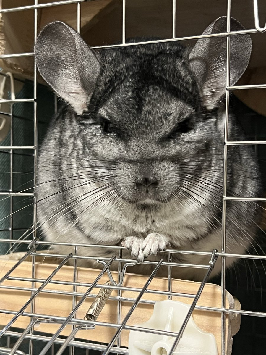 🐭あの人間はサイテーです。僕を騙して捕まえようとしました💢
🙎‍♀️目やにを拭きたいだけです！！！
🐭（ｼﾞﾄｰｯ👀）