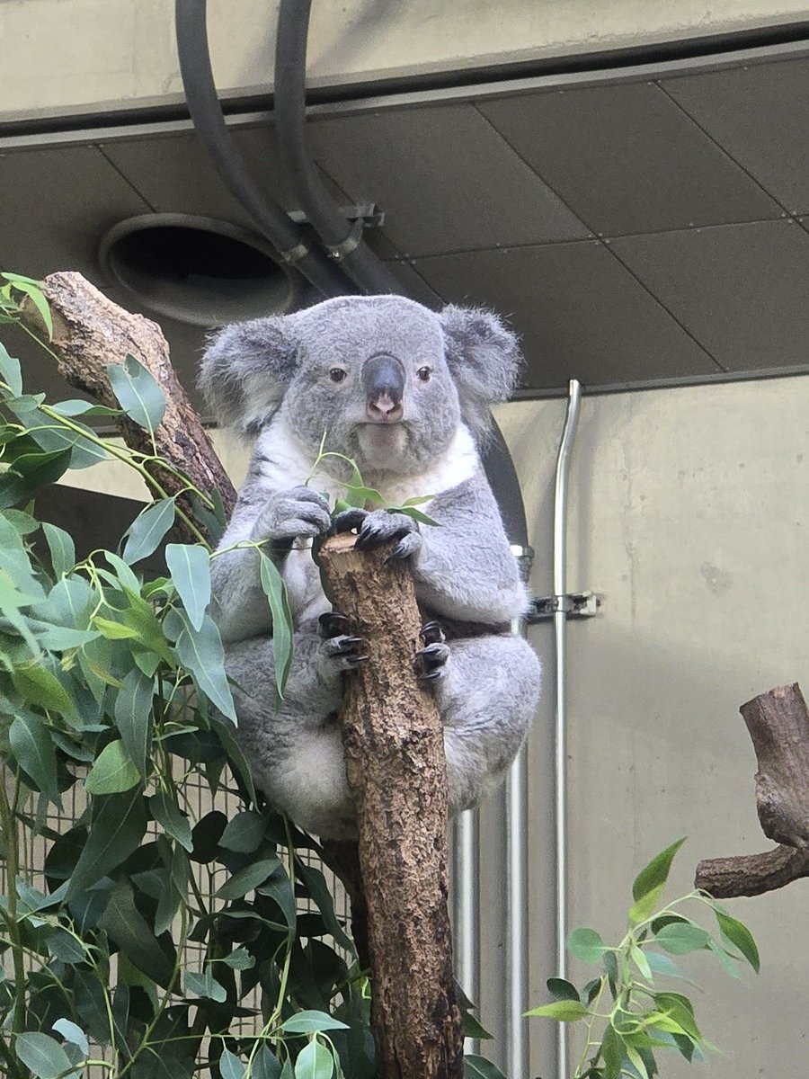 きんちゃん🍠🐨 #きんとき #コアラ #多摩動物公園