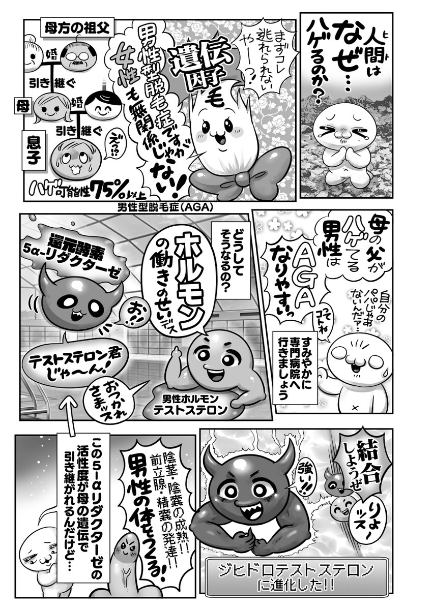 yusaburukokoro's tweet photo. @AFOSTAR02 人間はなぜ・・・ハゲるのか⁉️🥹の話③
👴男性の頭皮で何が起こっているのか❓
💇‍♀️女性の体で何が変化してしまうのか❓
わかりやす～くまとめました👼@AFOSTAR02 https://t.co/bFjhoRWr2r