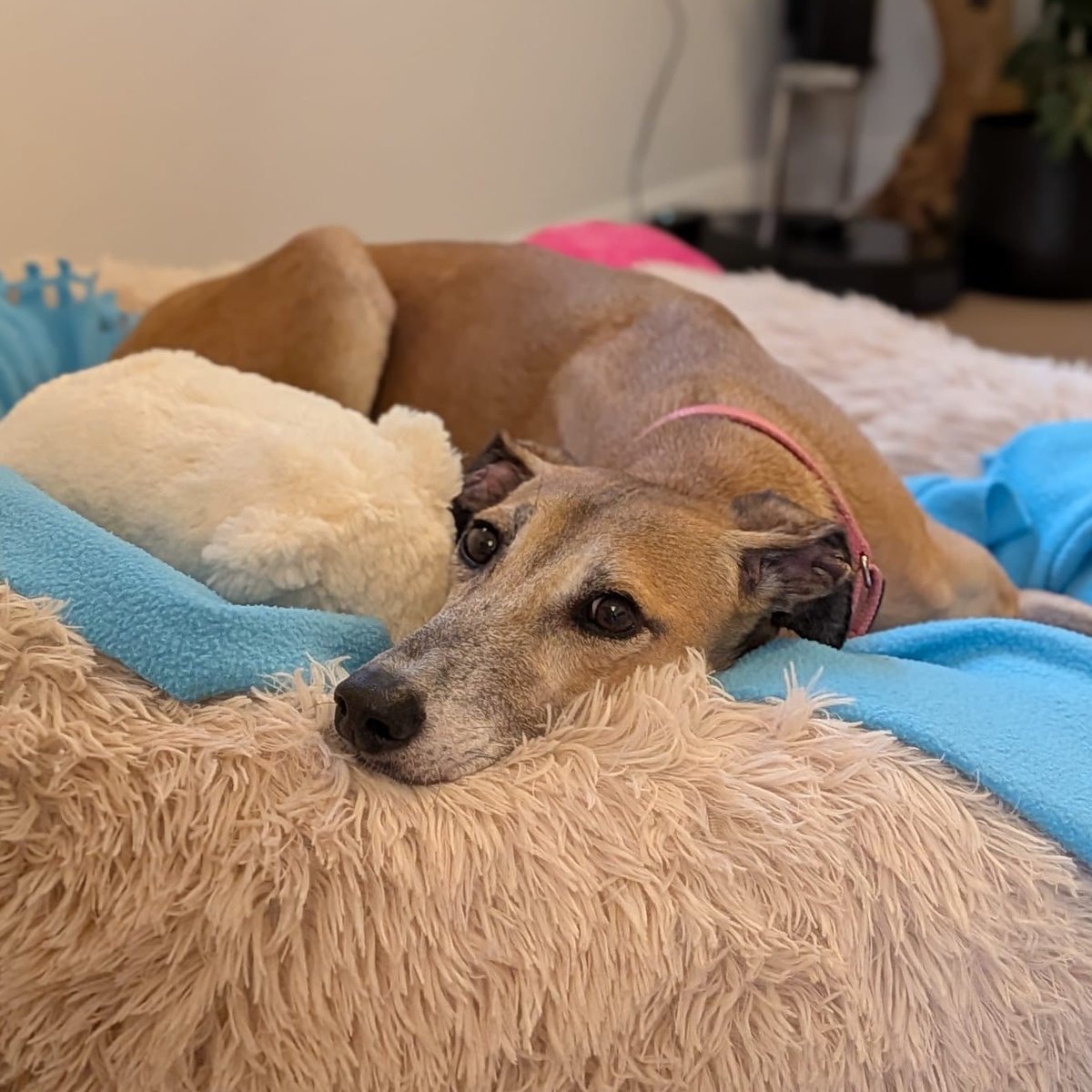 Indy has been at Battersea since ⁣Dec 2024 but hasn't lost hope that the right home will find her. Her ideal family will be experienced &amp; understanding, helping her continue her training. 💙

Please help Indy reach the right person. 🐶 

Learn more 👉 bit.ly/486Q4hi