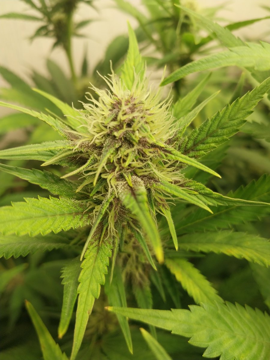 Fish Grows Weed tweet media