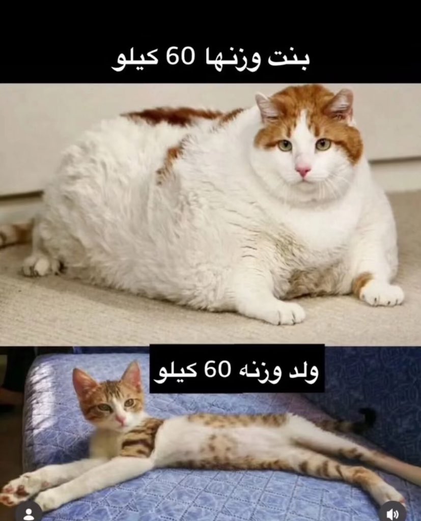 ɢʜᴀɪᴍᴀʜ tweet media