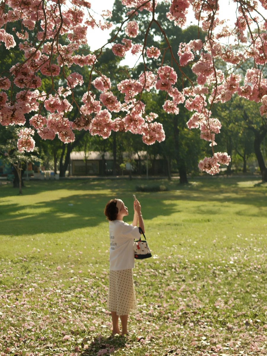 น้องชมพูพันธุ์ทิพย์ต้นแฝดที่สวนรถไฟ full bloom แล้ว 🌸✨รีบไปกันทุกคน ก่อนจะร่วงหมด 🥹
ไม่ต้องกลัวหามุมนี้ไม่เจอ ปักหมุดไว้ให้แล้ว เดินตามแมปโลดจ้า
📍 maps.app.goo.gl/1F1e6wgJACAzvV…