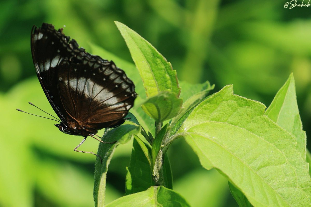 Shakeb Nabi tweet media