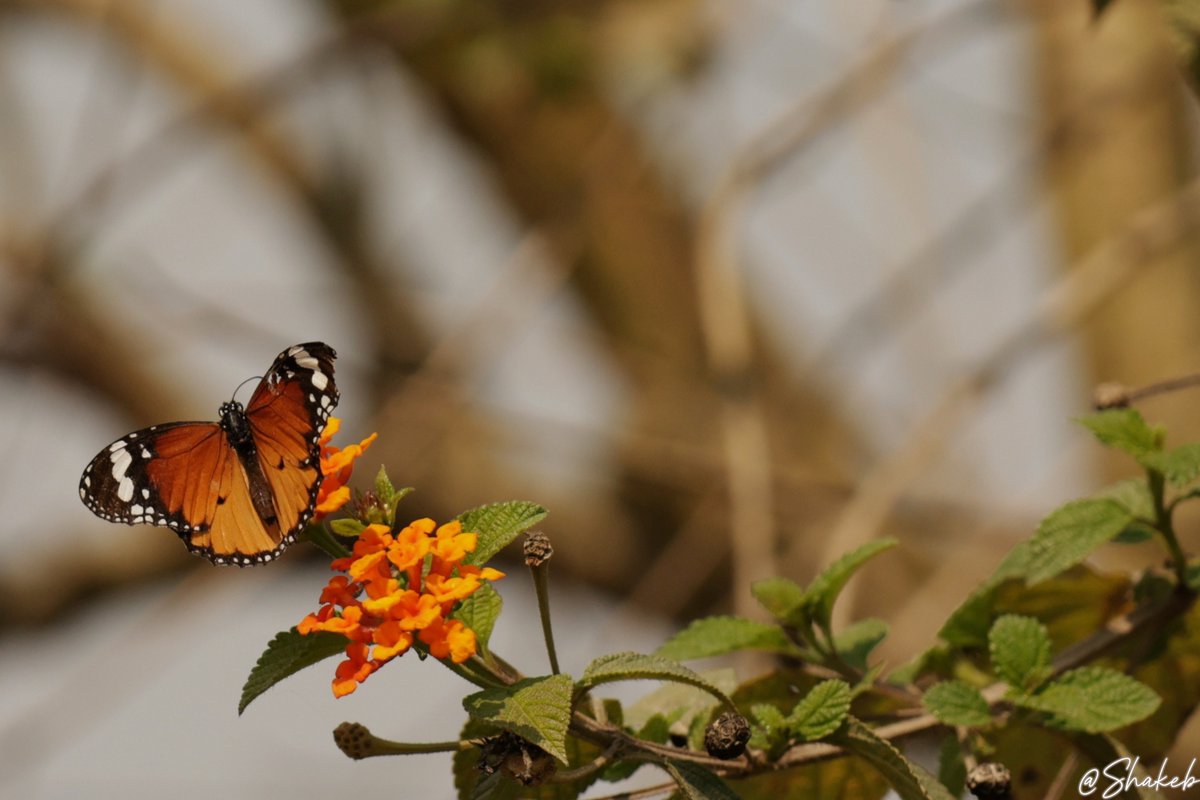 Shakeb Nabi tweet media