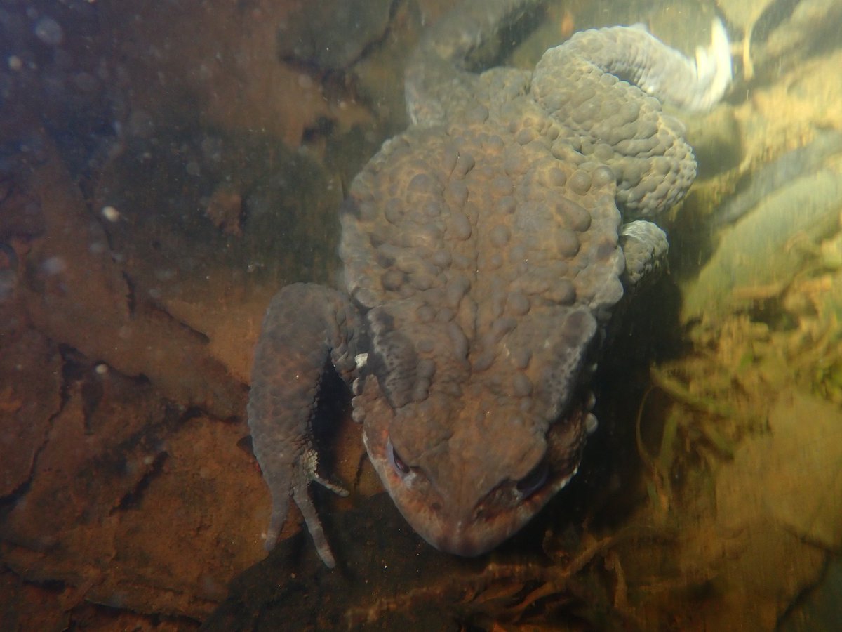 寝起きを驚かせてしまった図。