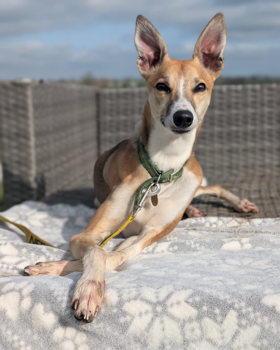 cotsdogscats's tweet image. When you’re waiting for your forever home but also waiting for Vogue to call. 🐶✨

 #RescueDog #DogModel #DogLovers #WhippetLove #DogLife
