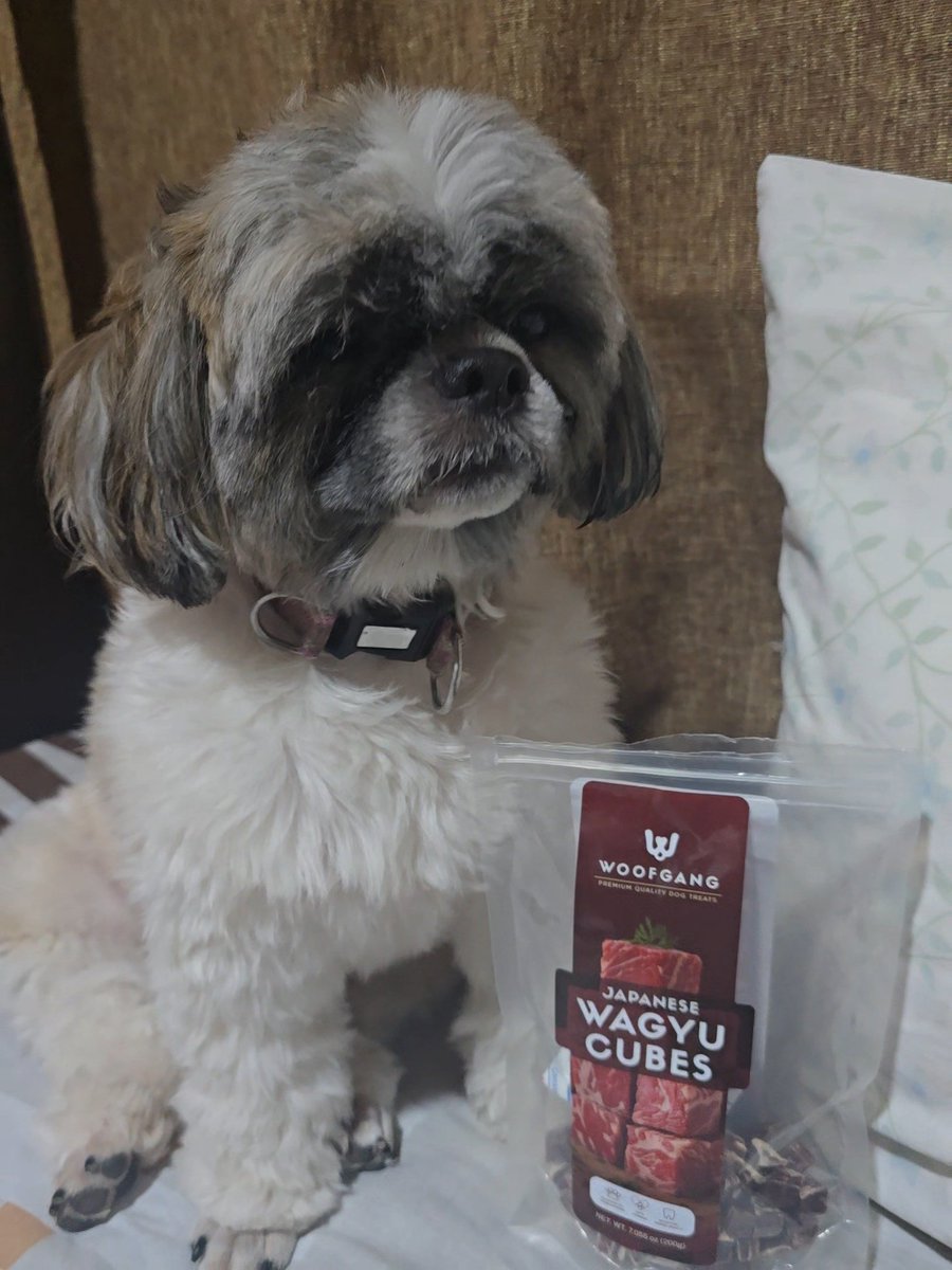 awesamdiary's tweet photo. POV: You found the Wagyu cubes before your siblings did.
Mission: Protect at all costs. 🐶🥩 https://t.co/FwYwVv6XDO