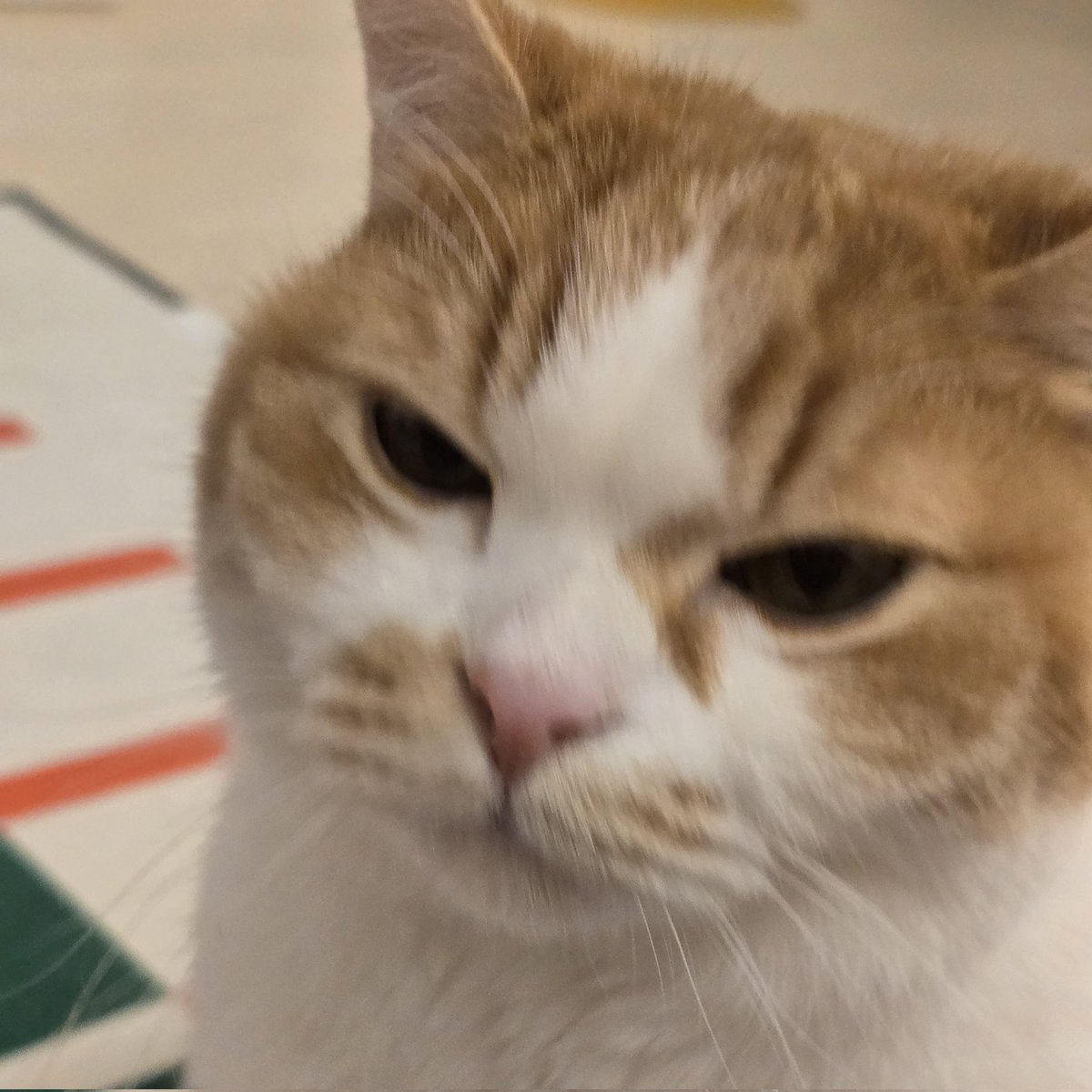 순대만 주세요 tweet media