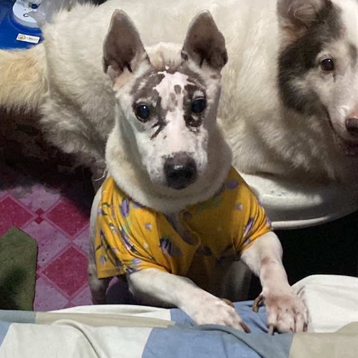 ✦ kou 🔞 @ FA01 CosCarni 3/28-29 📍SMX 🌸 tweet media