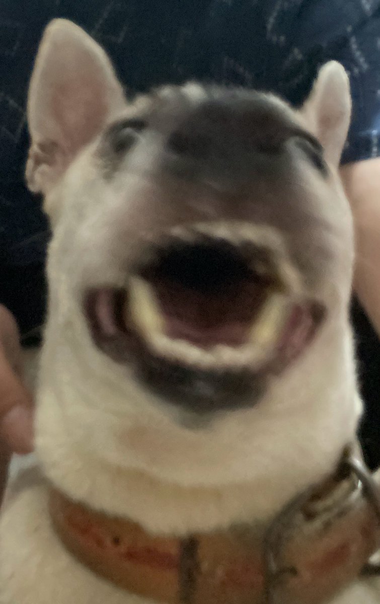 ✦ kou 🔞 @ FA01 CosCarni 3/28-29 📍SMX 🌸 tweet media