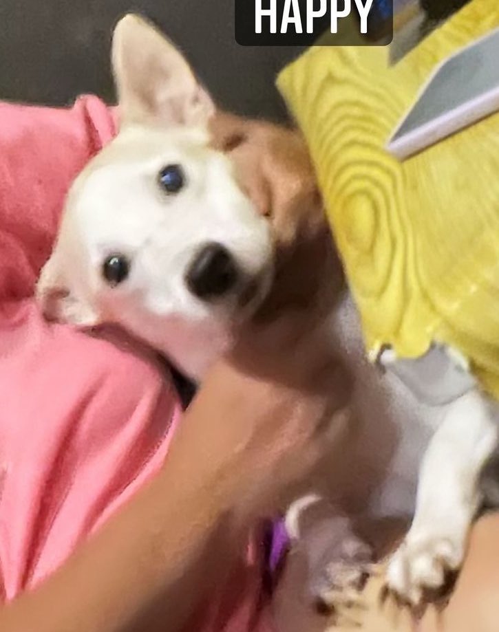 ✦ kou 🔞 @ FA01 CosCarni 3/28-29 📍SMX 🌸 tweet media