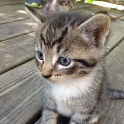 💔 The reason behind Barella’s awful performances is the passing of his little kitten named Sakuta. 

Barella, known for his love towards animals, had recently adopted the kitten. Sadly, the neighbour’s dog brutally attacked it, an event that traumatised the whole family.

RIP 🕊️