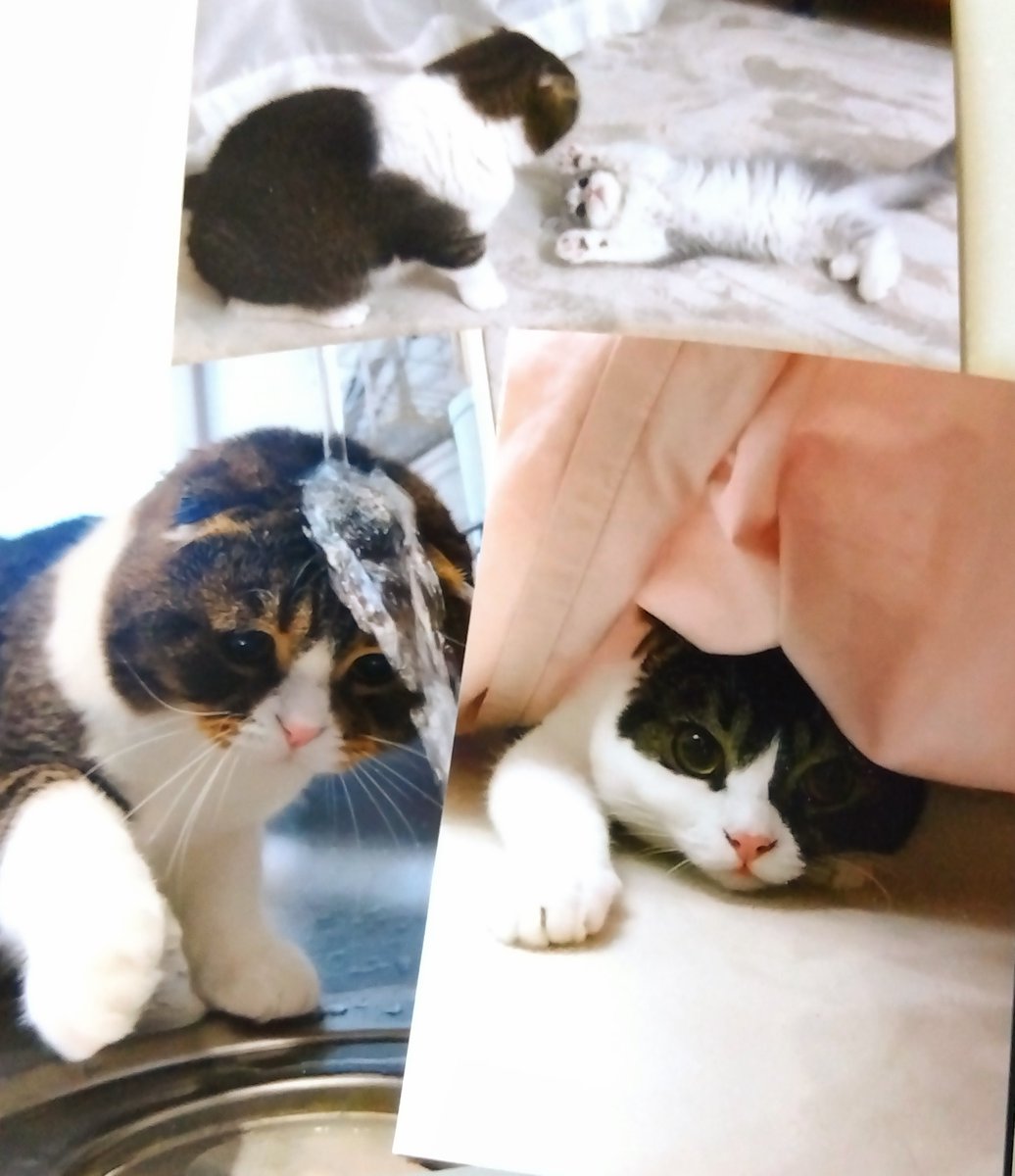 しっぽ (@shippo0519) / Posts / X