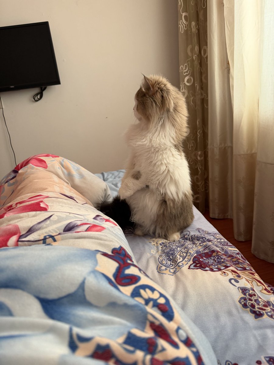 Elle589903's tweet photo. 小猫咪 https://t.co/i1zxHR69CO
