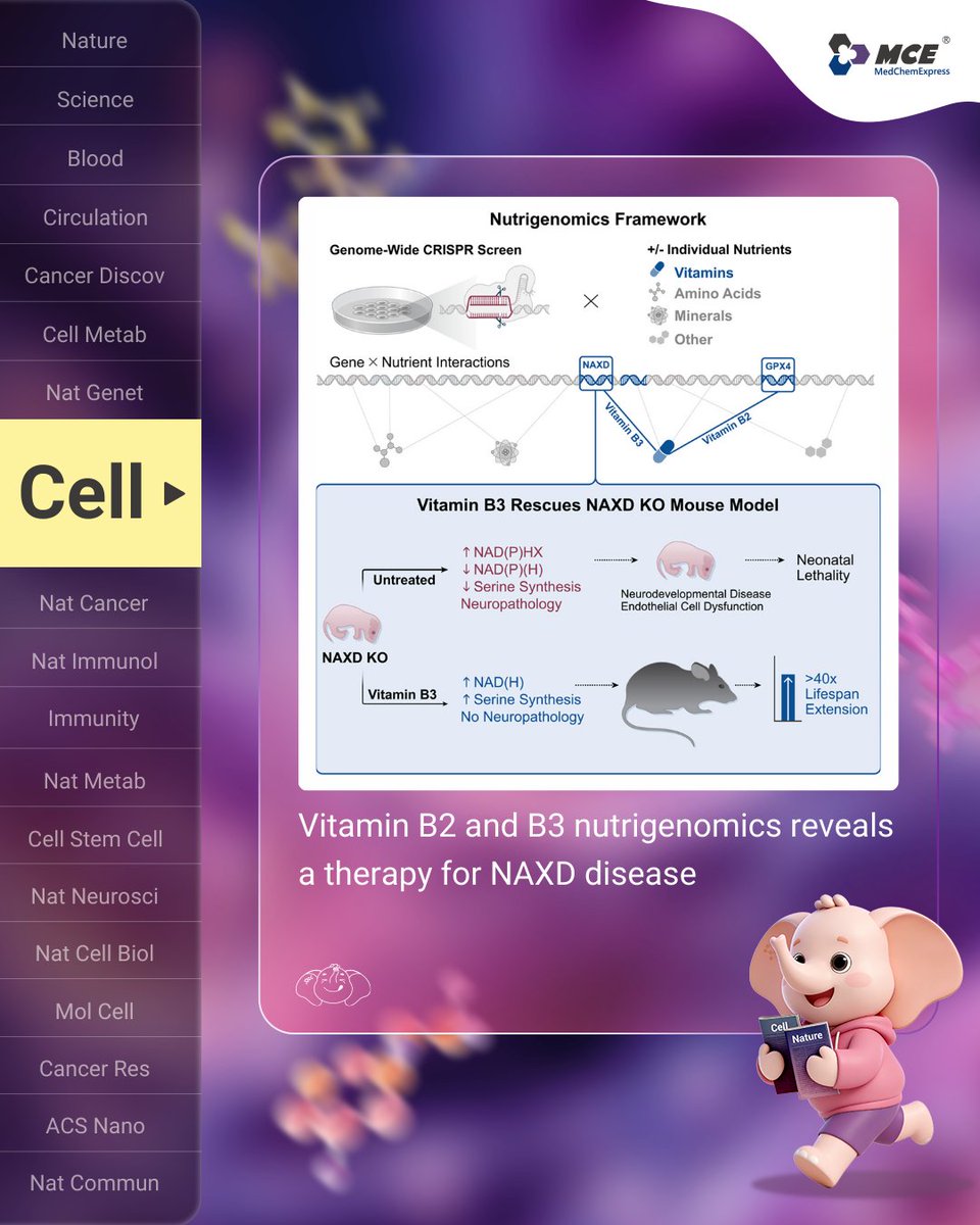 MCE_US's tweet photo. 🔥Hot Off the Press | ❓Could a common #vitamin hold the key to treating rare #GeneticDisease? 🧬👇

🌟New #Cell research puts #VitaminB3 in the spotlight:
High-dose #vitamin B3 (niacin) dramatically improves survival and reverses disease features in a #MouseModel of #NAXD deficiency.

By systematically screening gene-vitamin interactions, the authors highlight how micronutrient-based interventions may unlock therapeutic potential for rare genetic disorders.
#RareDisease #Nutrigenomics