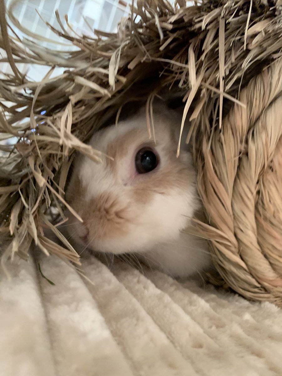 旅うさぎ tweet media