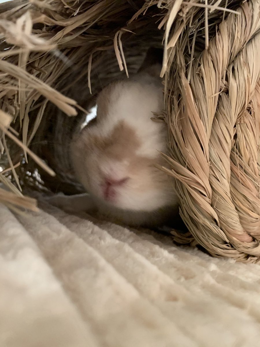 旅うさぎ tweet media